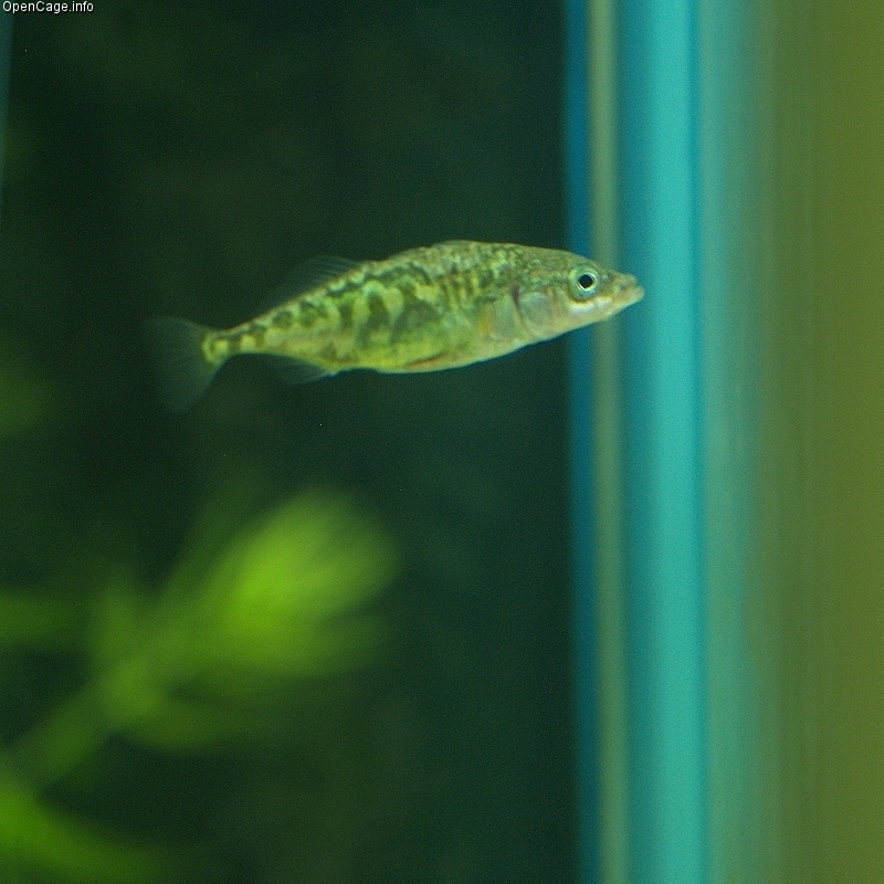 (Gasterosteus Linnaeus, 1758) Род Гастеростеусы, Трёхиглые колюшки